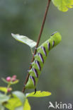 Privet Hawk-moth (Sphinx ligustri)