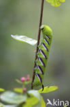 Privet Hawk-moth (Sphinx ligustri)