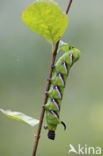 Privet Hawk-moth (Sphinx ligustri)