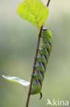 Privet Hawk-moth (Sphinx ligustri)