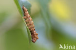 Bleke eenstaart (Falcaria lacertinaria)