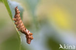 Bleke eenstaart (Falcaria lacertinaria)