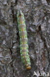 Dennenpijlstaart (Hyloicus pinastri)