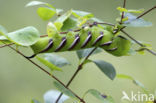 Privet Hawk-moth (Sphinx ligustri)
