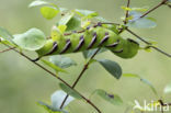 Privet Hawk-moth (Sphinx ligustri)