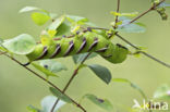 Privet Hawk-moth (Sphinx ligustri)