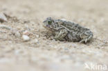 Rugstreeppad (Bufo calamita