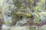 Sitochroa palealis