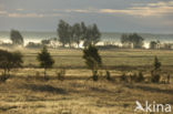 Podlaskie