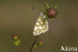 Resedawitje (Pontia daplidice)