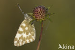 Resedawitje (Pontia daplidice)