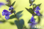 Blauw glidkruid (Scutellaria galericulata)