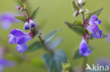 Blauw glidkruid (Scutellaria galericulata)