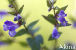 Blauw glidkruid (Scutellaria galericulata)