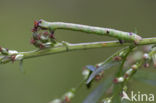 Peper-en-zoutvlinder