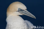 Northern Gannet (Morus bassanus)