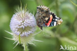 Red Admiral (Vanessa atalanta)