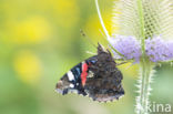 Red Admiral (Vanessa atalanta)