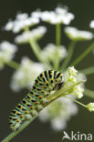 Swallowtail (Papilio machaon)