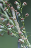 Ringspikkelspanner (Hypomecis punctinalis)