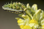 Vlasbekuiltje (Calophasia lunula)