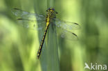 Yellow-legged Dragonfly (Gomphus flavipes)