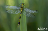 Yellow-legged Dragonfly (Gomphus flavipes)