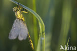 Yellow-legged Dragonfly (Gomphus flavipes)