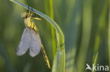 Yellow-legged Dragonfly (Gomphus flavipes)