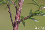 Ringspikkelspanner (Hypomecis punctinalis)