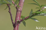 Pale Oak Beauty (Hypomecis punctinalis)