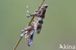 Blauwvleugelsprinkhaan (Oedipoda caerulescens)