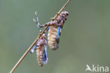 Blauwvleugelsprinkhaan (Oedipoda caerulescens)