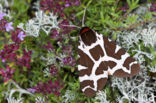 Garden Tiger (Arctia caja)