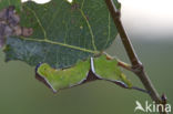 Witte hermelijnvlinder (Cerura erminea)