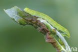 herald moth (Scoliopteryx libatrix)