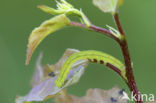 herald moth (Scoliopteryx libatrix)