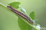 Vogelwiekje (Dypterygia scabriuscula)