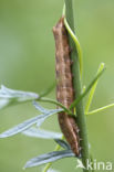 Vogelwiekje (Dypterygia scabriuscula)
