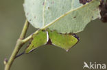 Witte hermelijnvlinder (Cerura erminea)