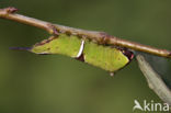 Witte hermelijnvlinder (Cerura erminea)