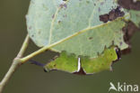 Witte hermelijnvlinder (Cerura erminea)