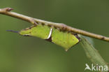 Witte hermelijnvlinder (Cerura erminea)