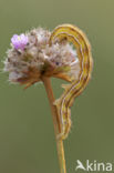 Lichte daguil (Heliothis viriplaca)