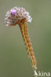 Lichte daguil (Heliothis viriplaca)