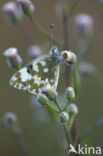 Resedawitje (Pontia daplidice)