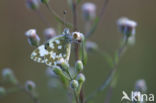 Resedawitje (Pontia daplidice)