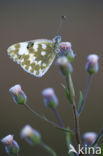 Resedawitje (Pontia daplidice)