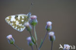 Resedawitje (Pontia daplidice)