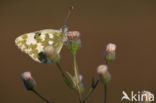 Resedawitje (Pontia daplidice)